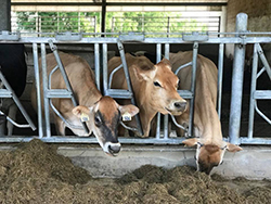 Farm to School Cows